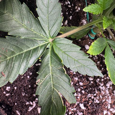 OG Kush Auto growlog timeline photo
