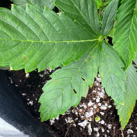 OG Kush Auto growlog timeline photo