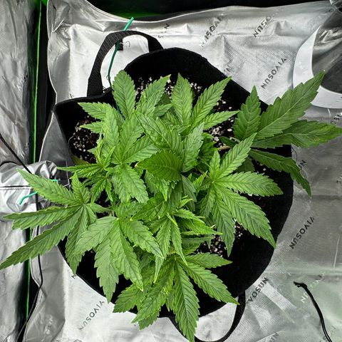 OG Kush Auto growlog timeline photo