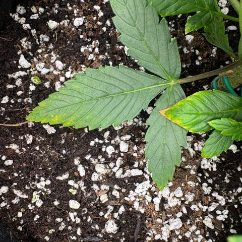 OG Kush Auto growlog timeline photo