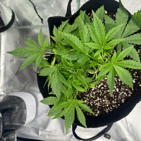 OG Kush Auto growlog timeline photo