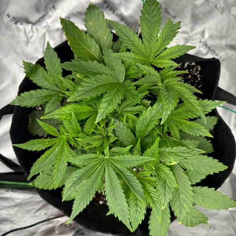OG Kush Auto growlog timeline photo