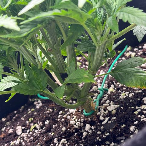 OG Kush Auto growlog timeline photo