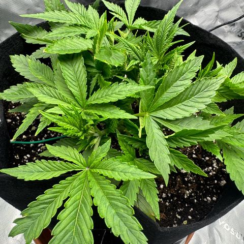 OG Kush Auto growlog timeline photo