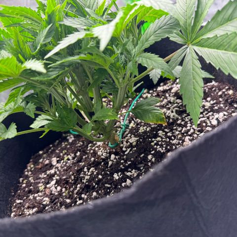 OG Kush Auto growlog timeline photo