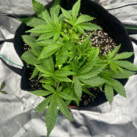 OG Kush Auto growlog timeline photo