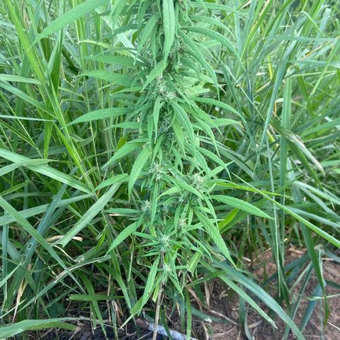 Prenseed  growlog timeline photo