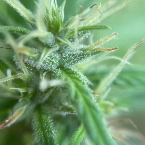 Prenseed  growlog timeline photo