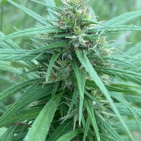 Prenseed  growlog timeline photo