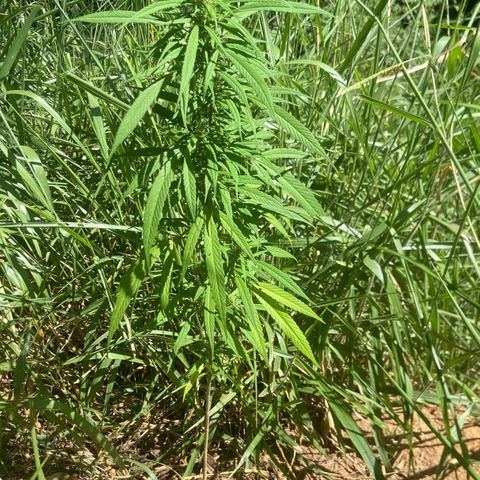 Prenseed  growlog timeline photo