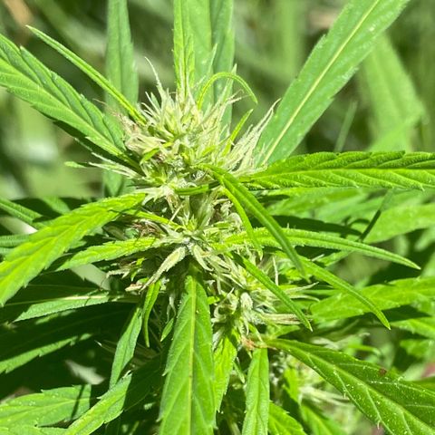 Prenseed  growlog timeline photo