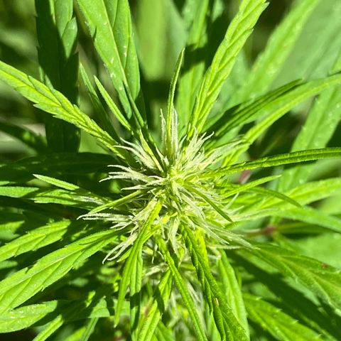 Prenseed  growlog timeline photo
