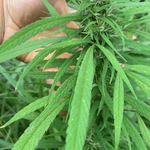 Prenseed  growlog timeline photo