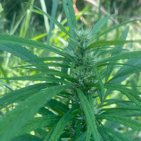 Prenseed  growlog timeline photo