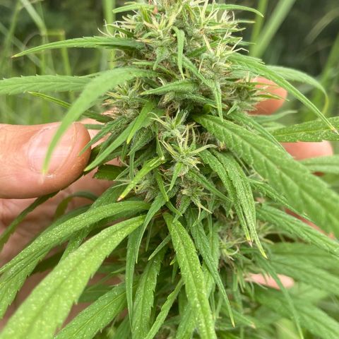 Prenseed  growlog timeline photo