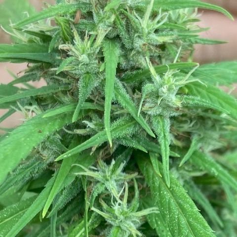 Prenseed  growlog timeline photo