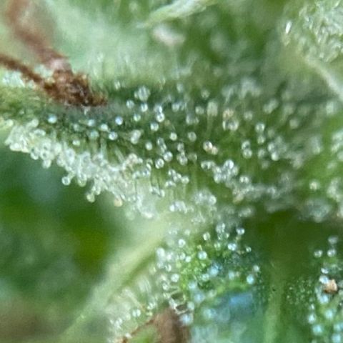 Prenseed  growlog timeline photo