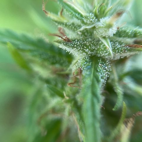 Prenseed  growlog timeline photo