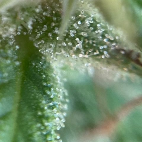 Prenseed  growlog timeline photo