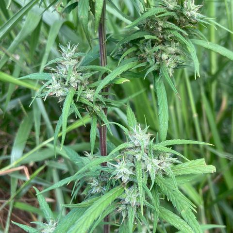 Prenseed  growlog timeline photo
