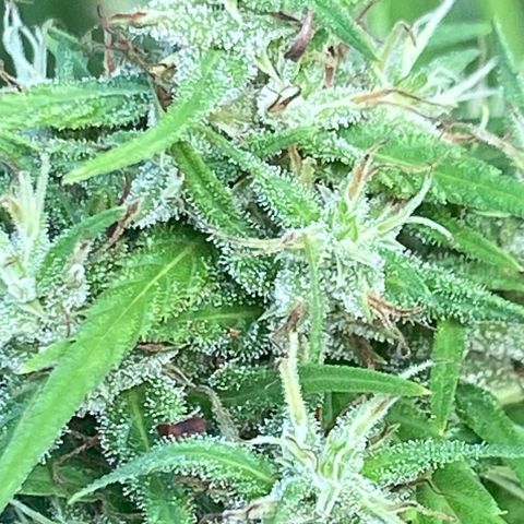 Prenseed  growlog timeline photo