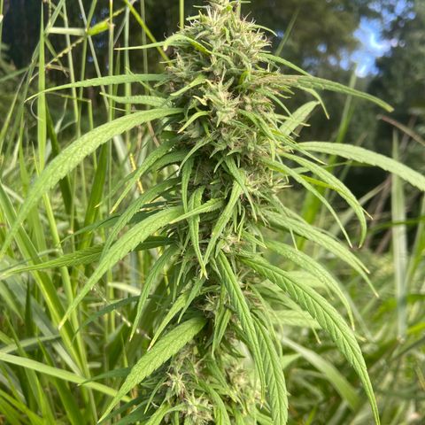 Prenseed  growlog timeline photo