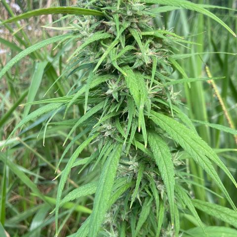 Prenseed  growlog timeline photo