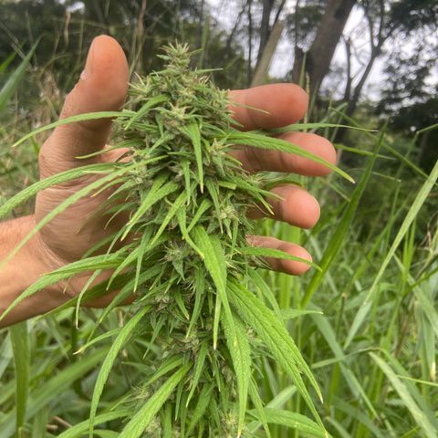 Prenseed  growlog timeline photo