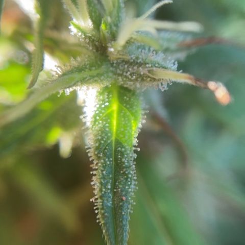 Prenseed  growlog timeline photo