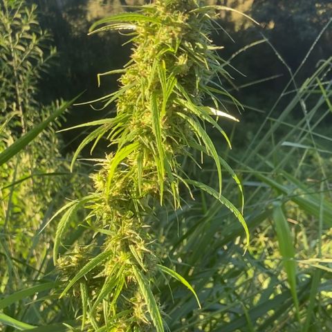 Prenseed  growlog timeline photo