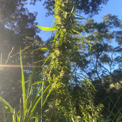 Prenseed  growlog timeline photo