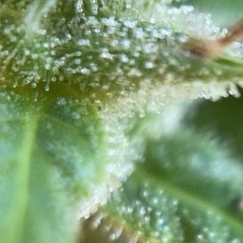 Prenseed  growlog timeline photo