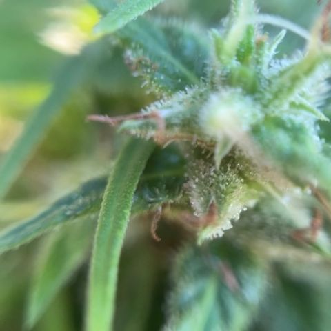 Prenseed  growlog timeline photo