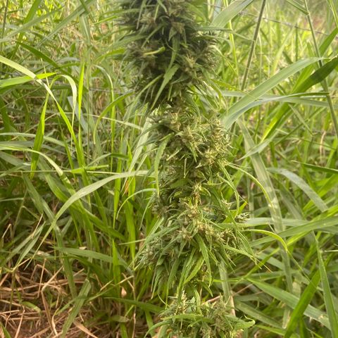 Prenseed  growlog timeline photo