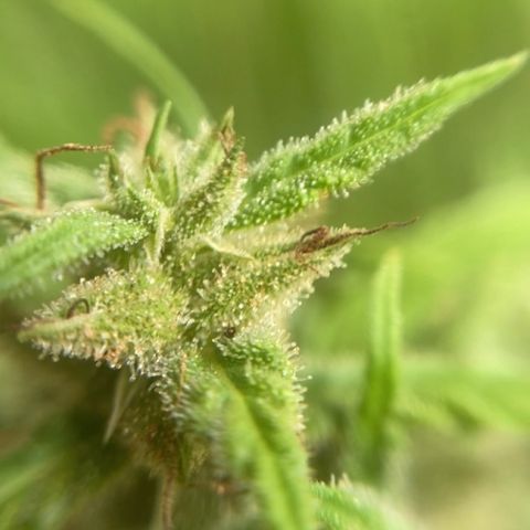 Prenseed  growlog timeline photo