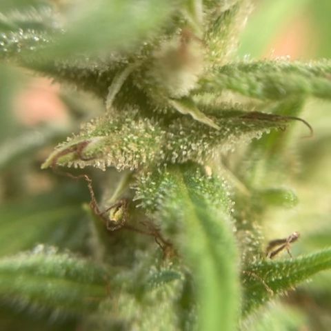 Prenseed  growlog timeline photo