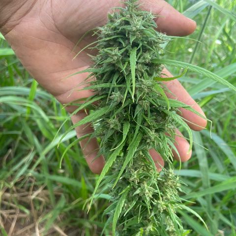 Prenseed  growlog timeline photo