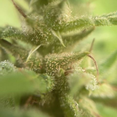 Prenseed  growlog timeline photo