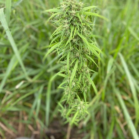 Prenseed  growlog timeline photo