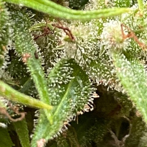 Prenseed  growlog timeline photo