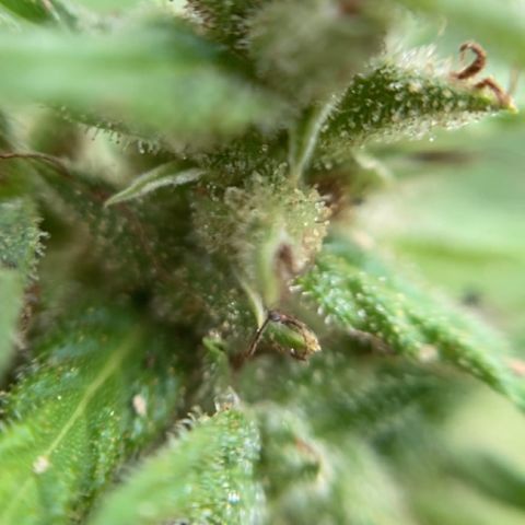 Prenseed  growlog timeline photo