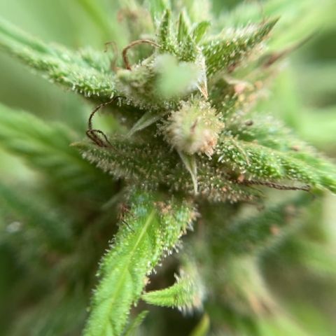 Prenseed  growlog timeline photo