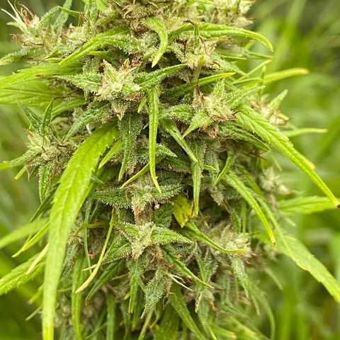 Prenseed  growlog timeline photo