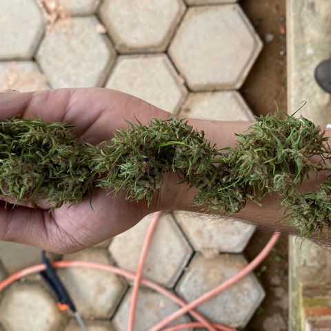 Prenseed  growlog timeline photo
