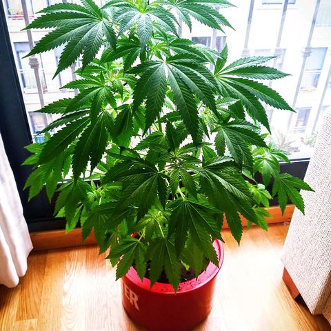 Semilla del Veci growlog timeline photo