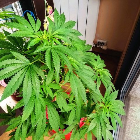 Semilla del Veci growlog photo: ¡Ve hacia la luz, Jane!