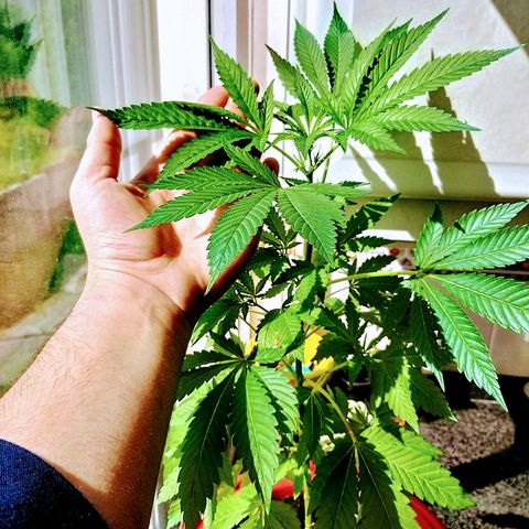 Semilla del Veci growlog timeline photo