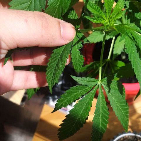 Semilla del Veci growlog photo: Documentación de Aparición de Plagas. Necesario tratamiento.