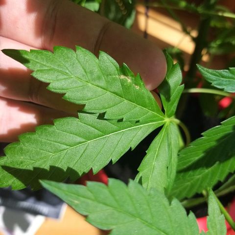 Semilla del Veci growlog photo: Documentación de Aparición de Plagas. Necesario tratamiento.
