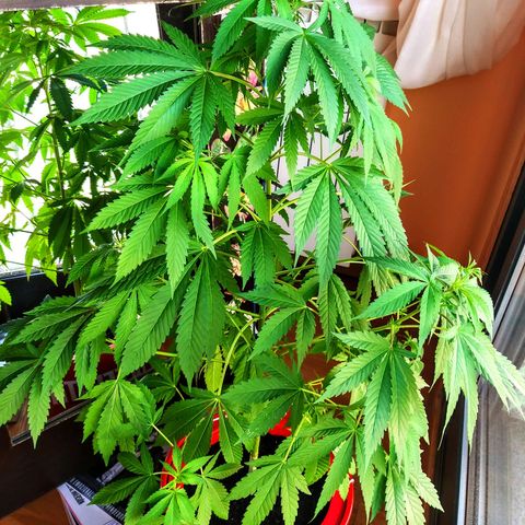 Semilla del Veci growlog photo: Previo a Poda